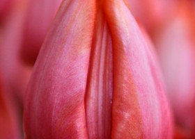 Tulipa Jochem ® (4)